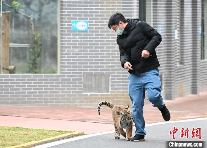 飼養(yǎng)員帶著小華南虎在基地“兜風(fēng)” 陳驥旻 攝