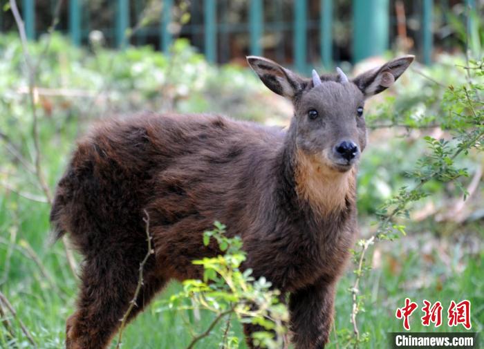 生活在劉公島上的臺(tái)灣長鬃山羊。(資料圖) 劉公島森林公園供圖