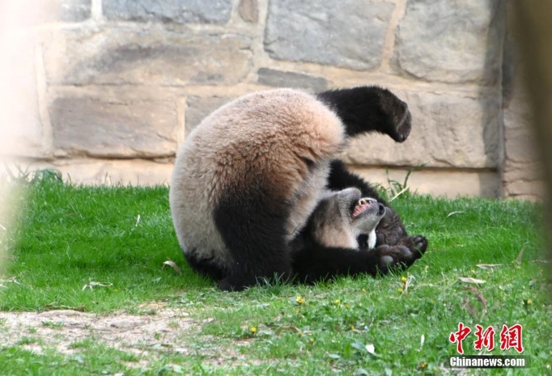 美國(guó)國(guó)家動(dòng)物園慶祝大熊貓抵美50周年