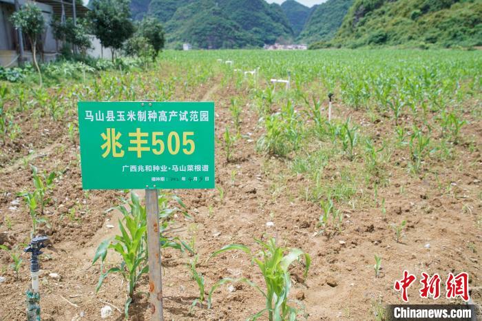 圖為馬山縣永州鎮(zhèn)勝利村菜根譜農(nóng)業(yè)科技開發(fā)有限公司的一處玉米制種高產(chǎn)示范園?！￡惞谘?攝