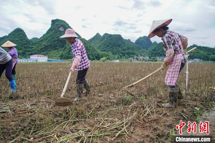 圖為馬山縣永州鎮(zhèn)勝利村村民正在犁地?！￡惞谘?攝