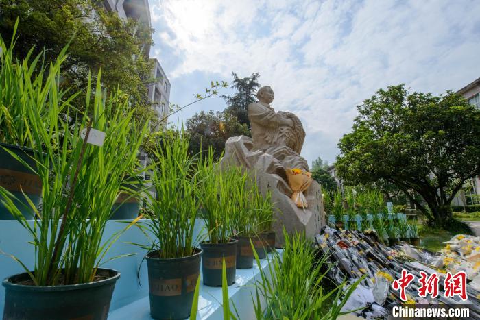 5月22日，在西南大學(xué)校園內(nèi)的袁隆平雕像被鮮花、水稻植株圍繞?！『闻罾?攝