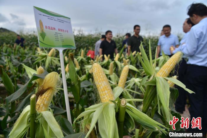 圖為驗收組成員在示范片對“閩雙色6號”玉米進(jìn)行現(xiàn)場品種鑒評?！埍?攝