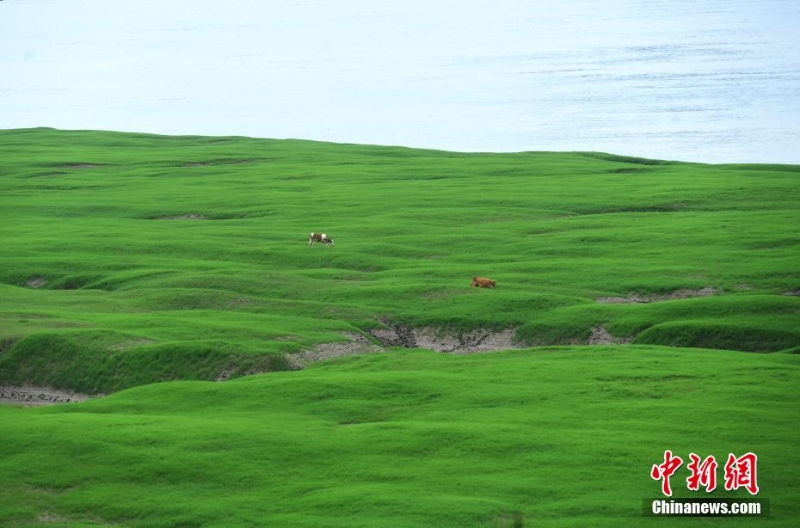 三峽庫(kù)區(qū)消落帶長(zhǎng)滿綠草成美麗風(fēng)景