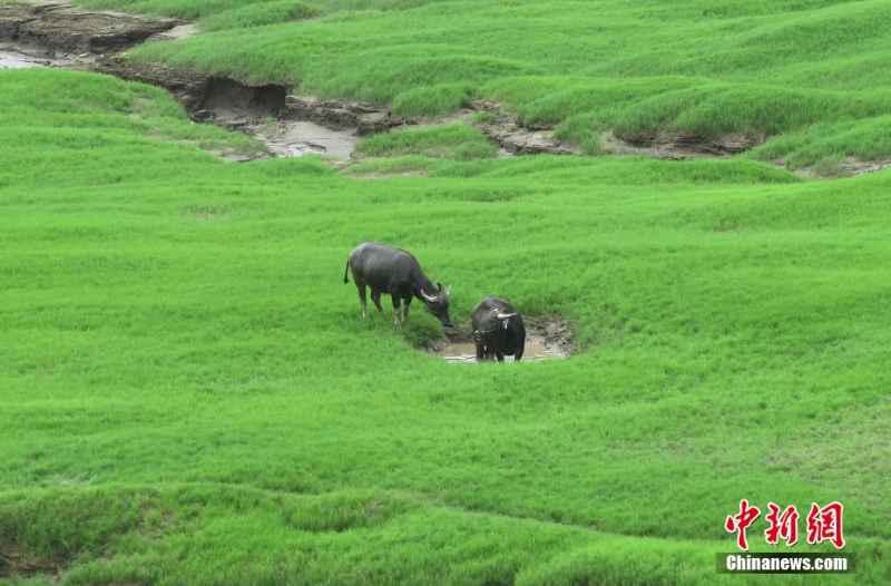 三峽庫(kù)區(qū)消落帶長(zhǎng)滿綠草成美麗風(fēng)景