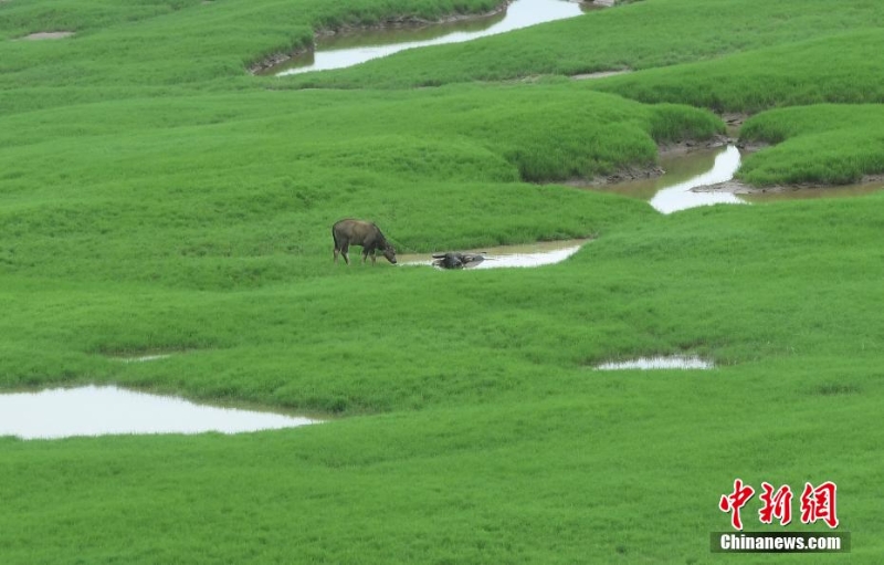 三峽庫(kù)區(qū)消落帶長(zhǎng)滿綠草成美麗風(fēng)景