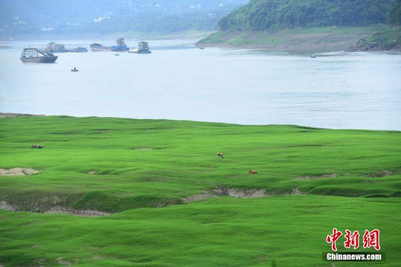 三峽庫(kù)區(qū)消落帶長(zhǎng)滿綠草成美麗風(fēng)景