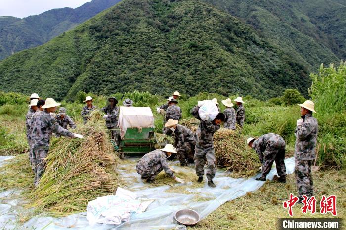 圖為官兵收割稻谷?！●R軍 攝