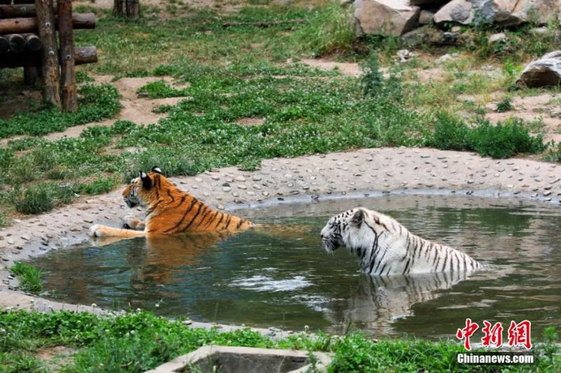 吃冰鎮(zhèn)西瓜、泡冷水澡 動物避暑有妙招