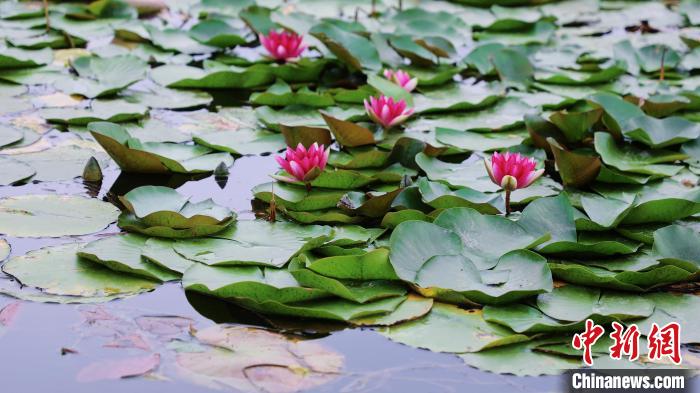 圖為今夏的國(guó)家植物園北園。　北京市公園管理中心供圖