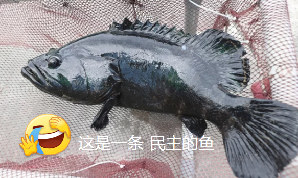 民主的魚