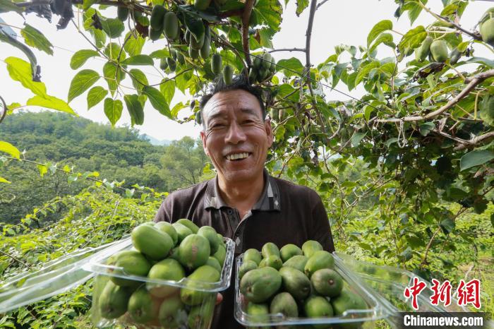 前南峪村果農在展示新鮮采摘的軟棗獼猴桃?！堸i翔 攝