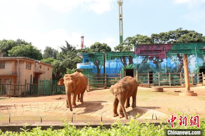 圖為亞洲象“莫莉”和象媽媽“莫坡”合籠成功。　昆明動物園供圖