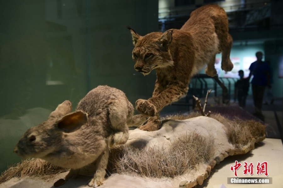 “野性之美——中國野生動物展”北京自然博物館開展