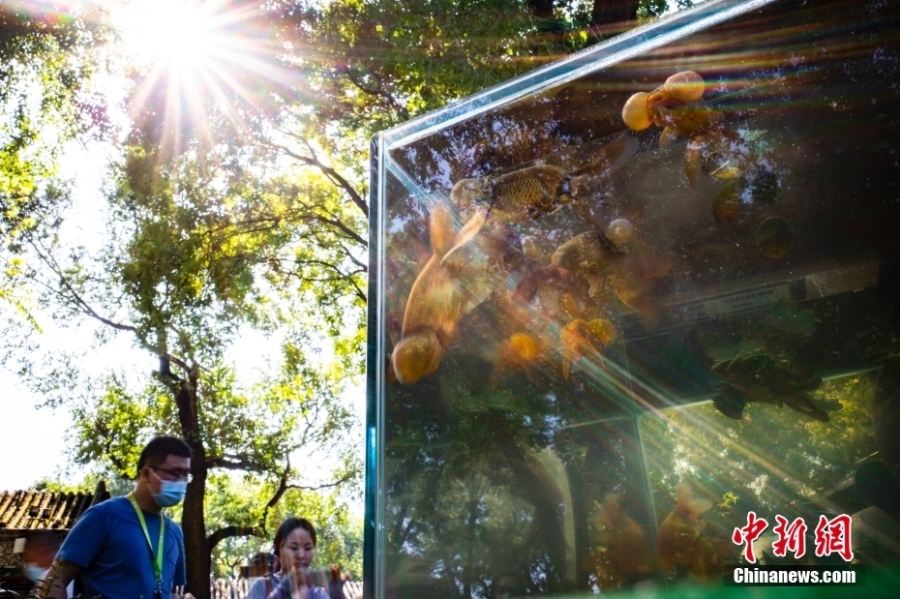 民眾夏日進恭王府“木海觀魚”