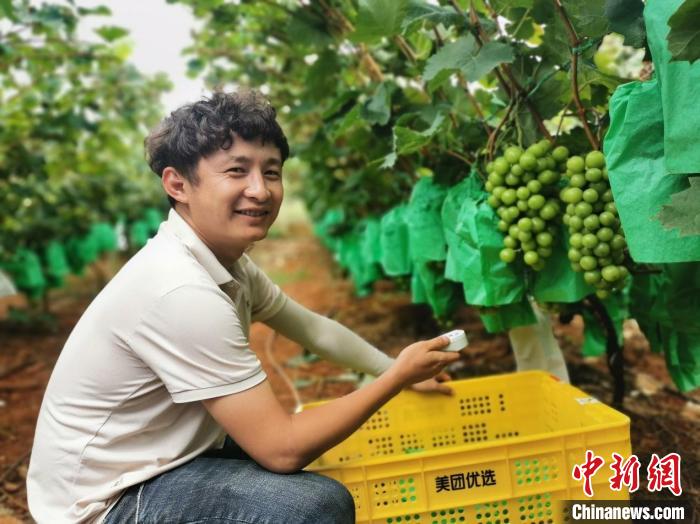 “陽(yáng)光玫瑰”熱賣(mài)催生新職業(yè)葡萄測(cè)糖師日測(cè)葡萄2000串