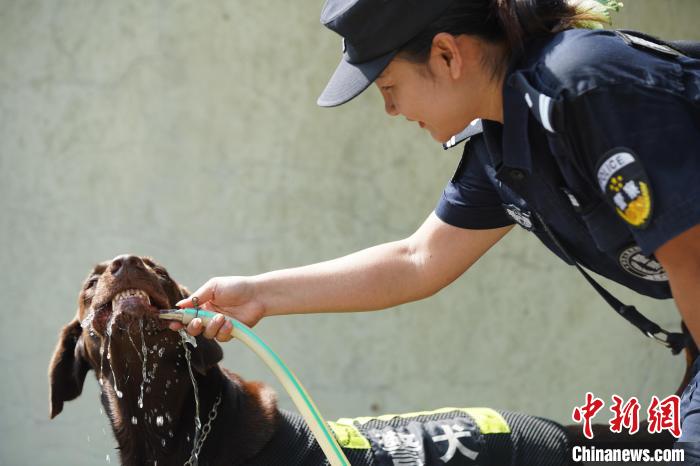 圖為訓(xùn)練間隙，黃曉莉給搜爆犬“浩克”飲水降溫?！∫i鵬 攝