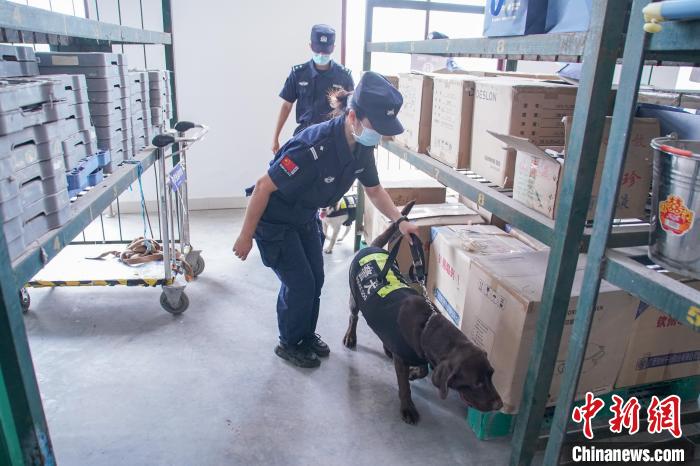 圖為黃曉莉和唐琥犀帶著警犬在南寧東站行包房對快遞箱包進(jìn)行“二次安檢”?！￡惞谘?攝