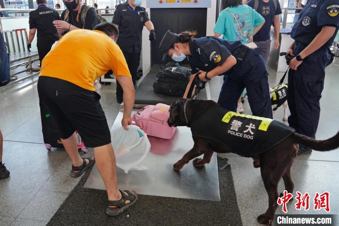 圖為黃曉莉帶搜爆犬“浩克”在南寧東站安檢口檢查行李。　甘賢 攝