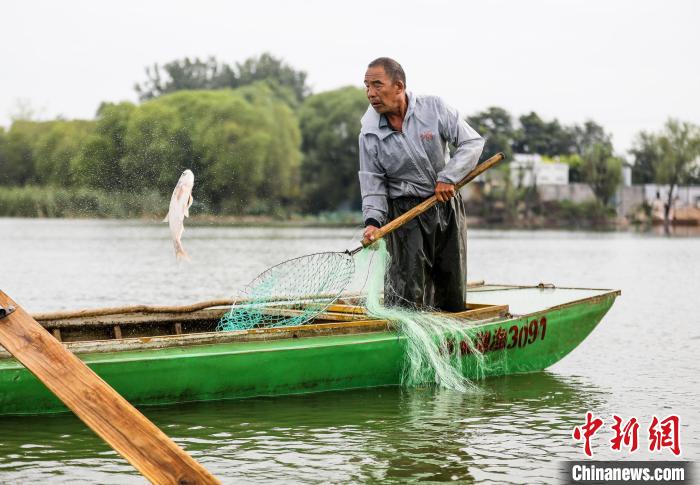 一條大魚被漁民用抄網(wǎng)撈起。　陳康 攝