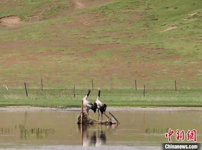 圖為“高原仙子”黑頸鶴?！蓭炜h委宣傳部 供圖