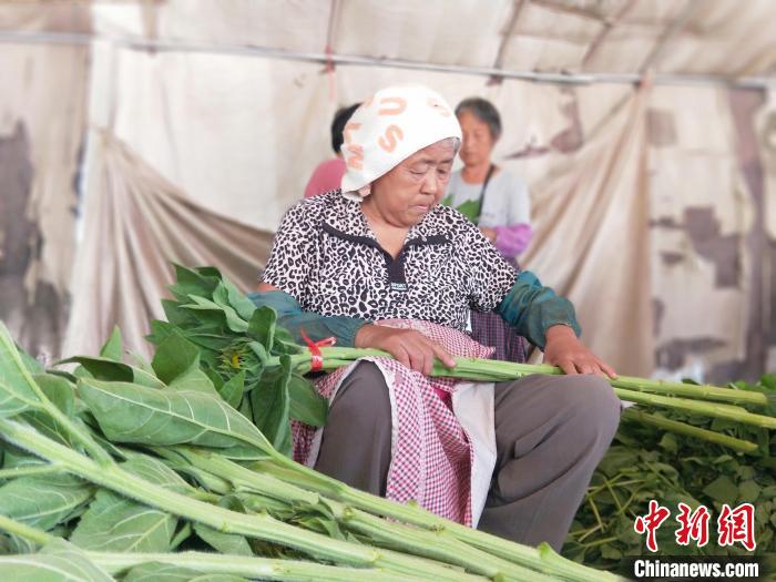 工人在種植基地將采摘的向日葵捆把?！≮w國(guó)華 攝