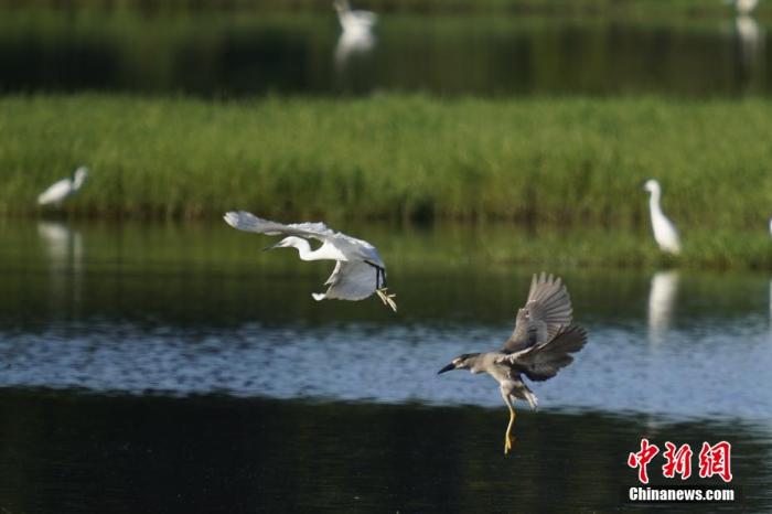 資料圖：圖為鷺鳥在水面飛翔。 薛美麗 攝