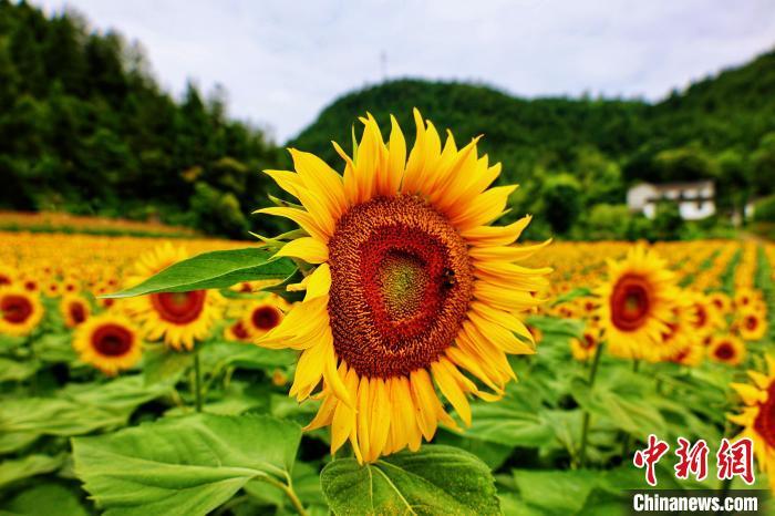 資料圖：一簇簇鮮黃的花盤競相綻放?！堖h明 攝