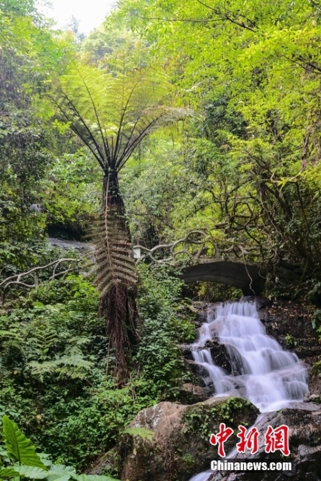 走進(jìn)南嶺國家公園（擬建）天井山區(qū)域：森林覆蓋率達(dá)97.6%