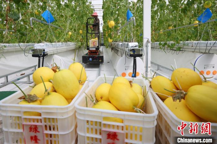 溫室內(nèi)，黃瓜、甜瓜、西紅柿等水果蔬菜成熟，工人們忙著將采摘下來的瓜果蔬菜裝箱發(fā)走。　泱波 攝