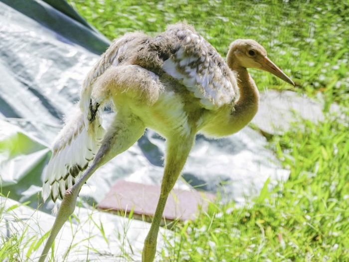 臺(tái)北動(dòng)物園丹頂鶴寶寶將命名“哩鶴”。 圖片來源：臺(tái)北市立動(dòng)物園