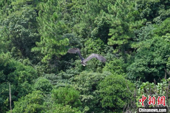 兩個月前受傷被救的國家一級保護(hù)動物海南鳽等，16日成功放歸野外，重回大自然。　陳驥旻 攝