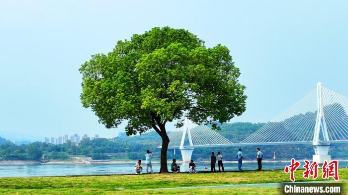 宜昌長江岸線顏值持續(xù)提升?！≈苄橇?攝