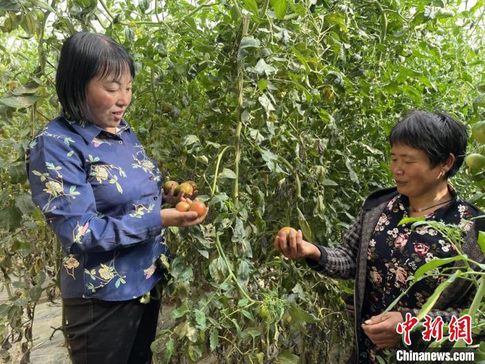 圖為在定西市符川春香農(nóng)副農(nóng)資合作社大棚里，定西市第五屆人大代表黨春香(左)和社員交流蔬果種植情況?！〈蘖?攝