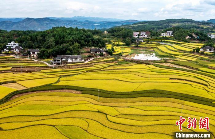 9月16日，航拍貴州省黔西市錦星鎮(zhèn)洪湖村稻田。