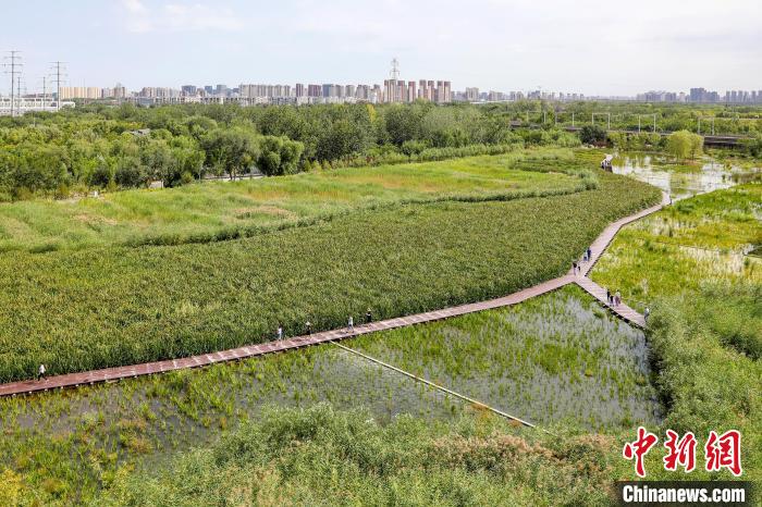 圖為永定河休閑森林公園內(nèi)的濕地?！”本┦袌@林綠化局供圖