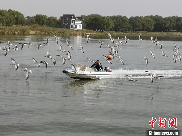 鴻雁貼著湖面飛行。　沈春良 攝