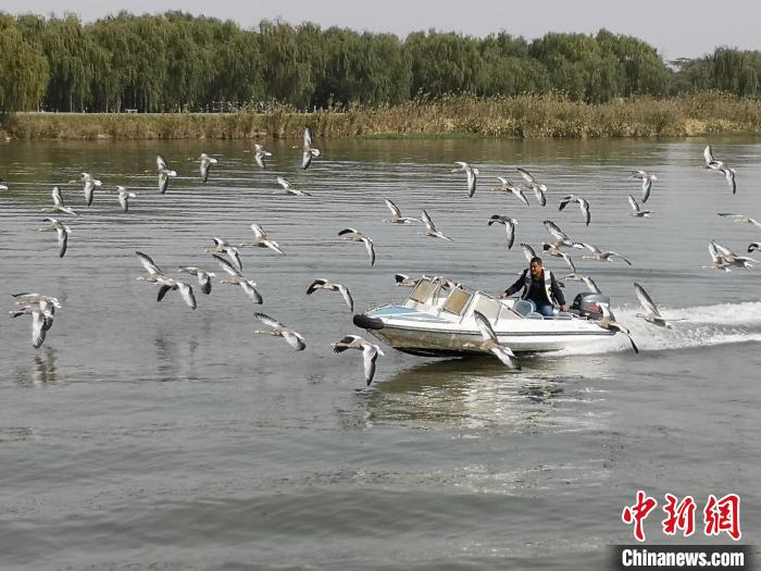 鴻雁貼著湖面飛行?！∩虼毫?攝