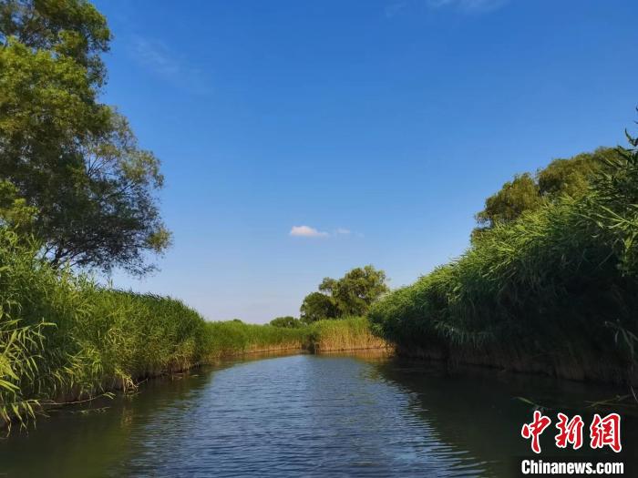 里下河地區(qū)濕地美景。　顧名篩 攝