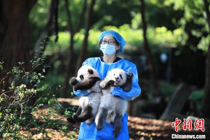 飼養(yǎng)員抱著大熊貓寶寶?！〕啥即笮茇埛庇芯炕毓﹫D