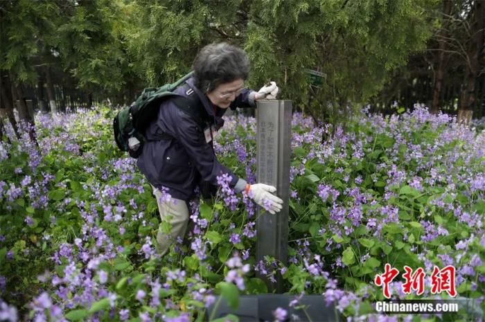 2017年，日本悼念南京大屠殺遇難者植樹(shù)訪華團(tuán)來(lái)到南京，在和平公園內(nèi)修剪他們所植下的樹(shù)木，以此來(lái)表達(dá)他們祈愿和平的心聲。泱波 攝
