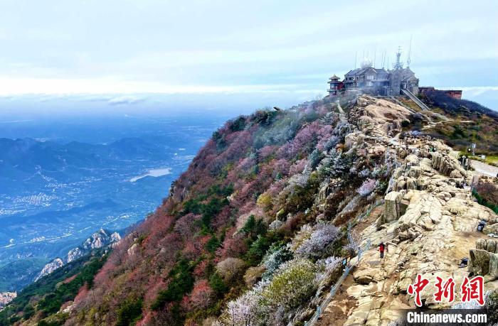 山東泰安：泰山之巔現(xiàn)霧凇奇觀