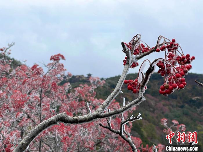 10月4日，泰山之巔現(xiàn)霧凇奇觀，冰雕玉砌、晶瑩閃爍的霧凇綴滿枝頭，一樹樹、一叢叢，甚是好看?！±捉?攝