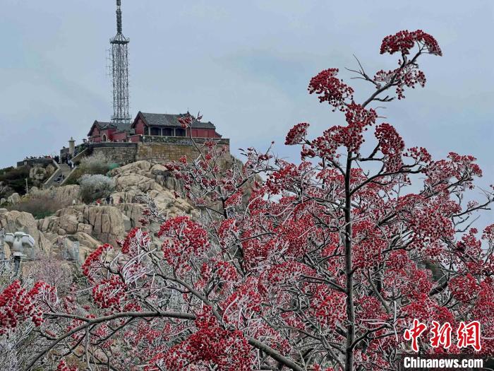 10月4日，泰山之巔現(xiàn)霧凇奇觀，冰雕玉砌、晶瑩閃爍的霧凇綴滿枝頭，一樹樹、一叢叢，甚是好看?！±捉?攝