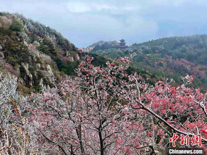 10月4日，泰山之巔現(xiàn)霧凇奇觀，冰雕玉砌、晶瑩閃爍的霧凇綴滿枝頭，一樹樹、一叢叢，甚是好看?！±捉?攝