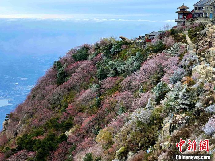 10月4日，泰山之巔現(xiàn)霧凇奇觀，冰雕玉砌、晶瑩閃爍的霧凇綴滿枝頭，一樹樹、一叢叢，甚是好看。　雷杰 攝