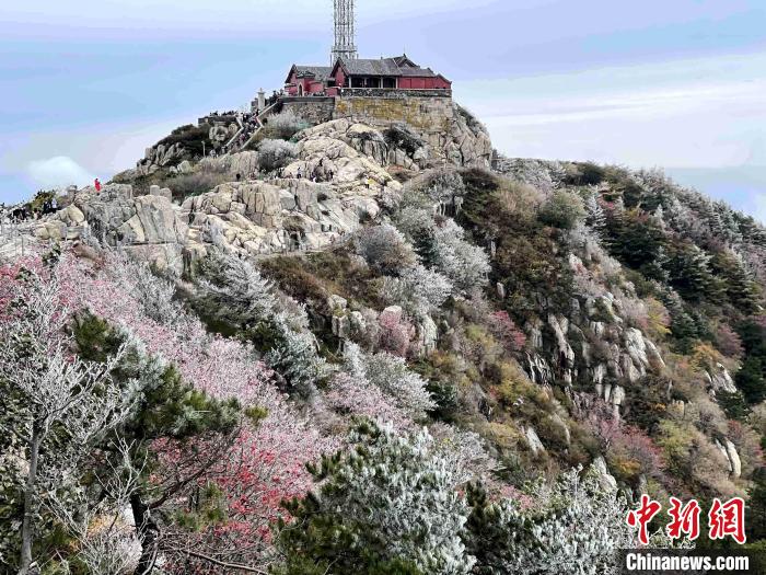 10月4日，泰山之巔現(xiàn)霧凇奇觀，冰雕玉砌、晶瑩閃爍的霧凇綴滿枝頭，一樹樹、一叢叢，甚是好看?！±捉?攝