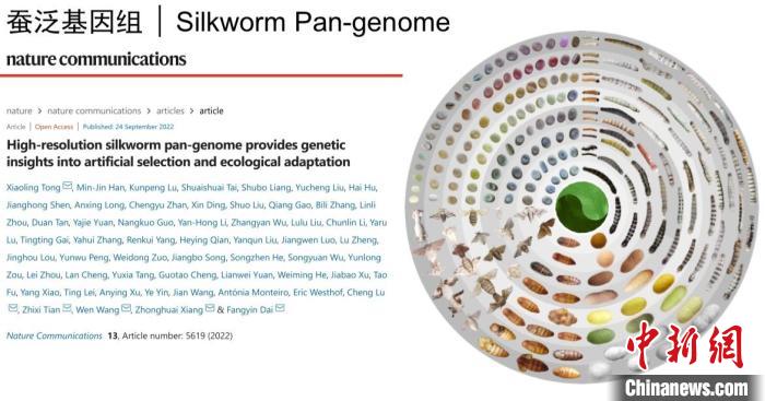 圖為家蠶生命周期各階段豐富的表型多樣性?！〖倚Q基因組生物學(xué)國家重點(diǎn)實(shí)驗(yàn)室供圖