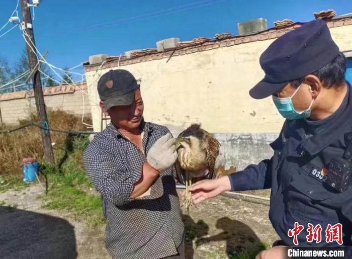 圖為被救助的大麻鳽?！∏嗪：?guó)家級(jí)自然保護(hù)區(qū)管理局供圖