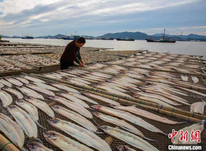 漁嫂曬制魚鲞現(xiàn)場。　謝定會 攝